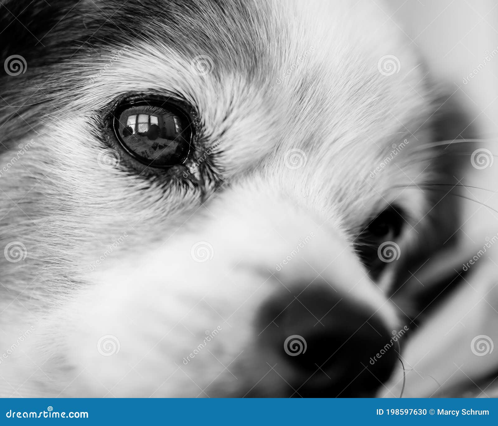 close up of adoring dog`s face in black and white
